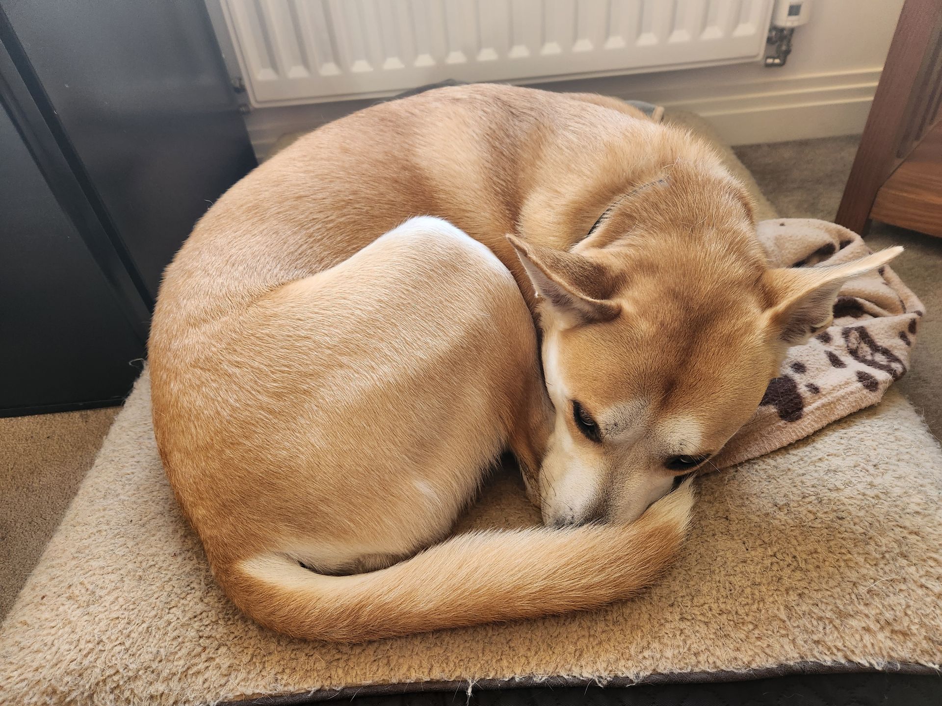 Loki curled up sleeping